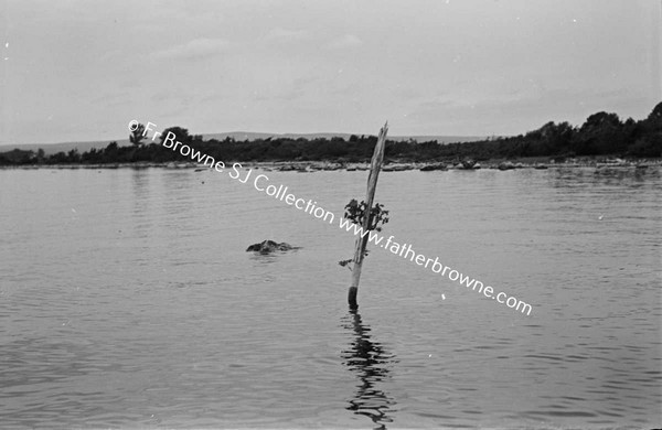 LOUGH DERG  MARKING POST SPROUTING